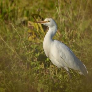 Cattle Egret