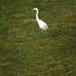 Great Egret