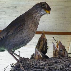 Eurasian Blackbird