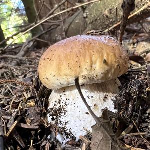 King Bolete