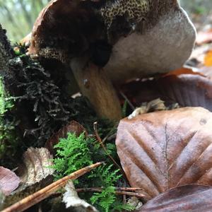 Bay Bolete