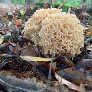 Eastern Cauliflower Mushroom