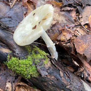 Death Cap