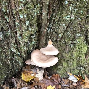 Oyster Mushroom