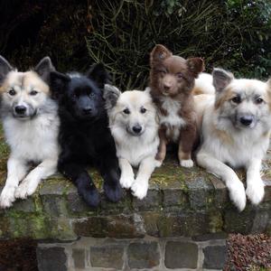 Icelandic Sheepdog