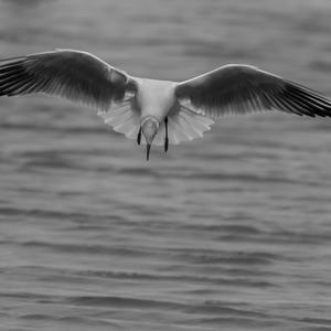 Herring Gull