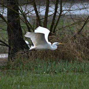 Great Egret