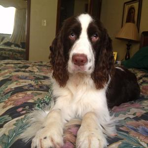 Spaniel (English Springer)