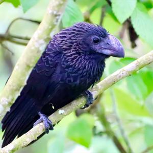 Smooth-billed Ani