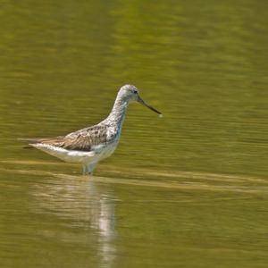 Common Greenshank