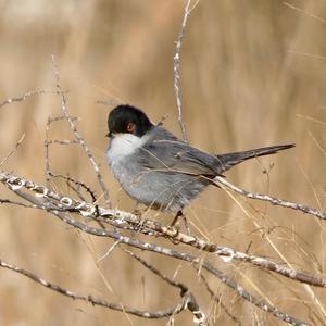 Sardinian Warbler