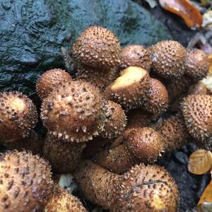 Scaly Pholiota