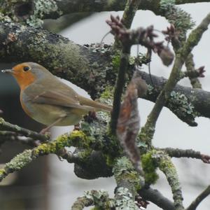 European Robin