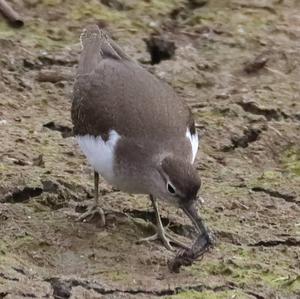 Common Sandpiper