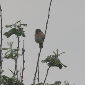 European stonechat