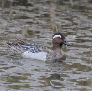 Garganey