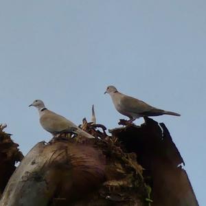 Eurasian Collared-dove