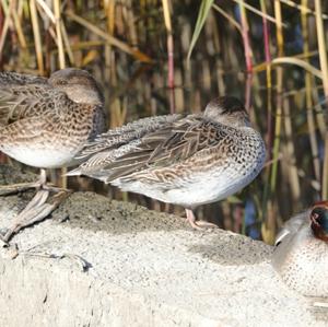 Common Teal