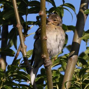 Eurasian Chaffinch