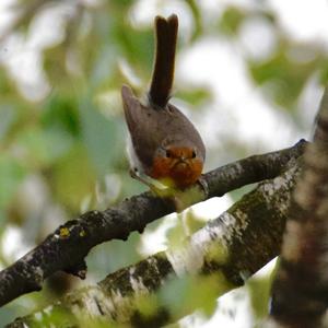 European Robin