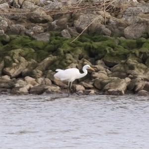 Great Egret