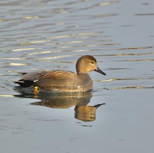 Gadwall