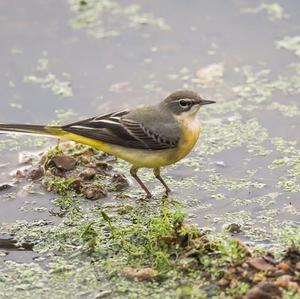 Grey Wagtail