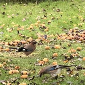 Eurasian Jay