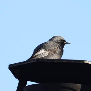 Black Redstart