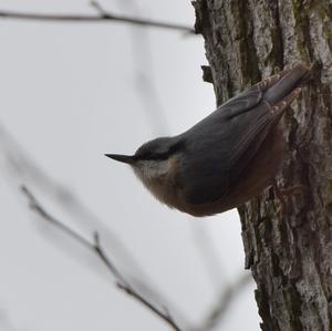 Wood Nuthatch