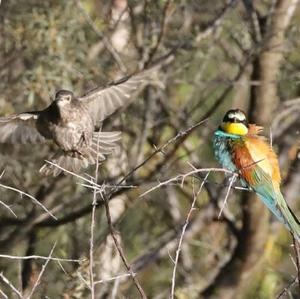 European Bee-eater