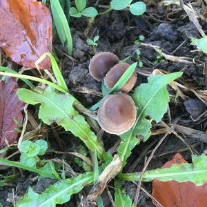 Lawn Mower`s Mushroom