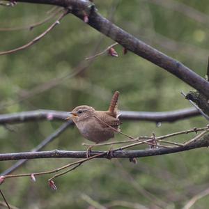 Winter Wren