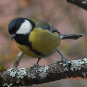 Great Tit