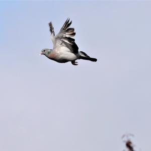 Stock Dove