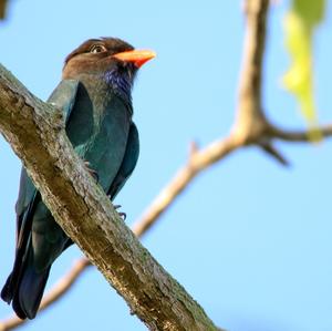 Asian Dollarbird