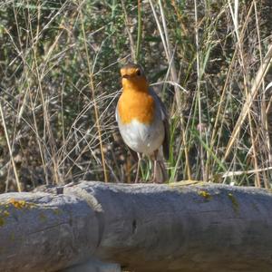 European Robin