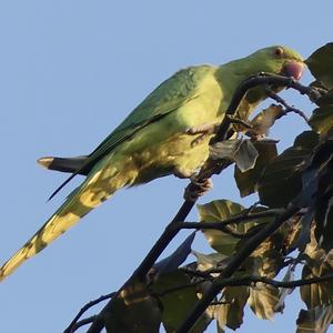 Rose-ringed Parakeet