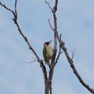 Eurasian Green Woodpecker