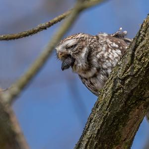 Little Owl