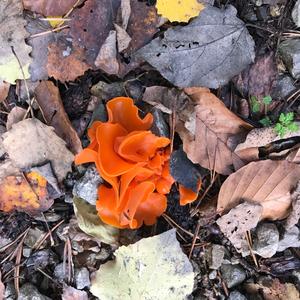 Orange Peel Fungus