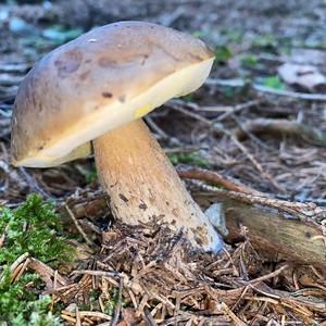 King Bolete