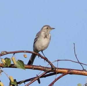 White Wagtail