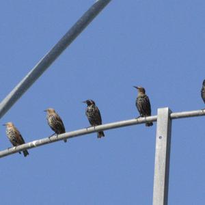 Common Starling