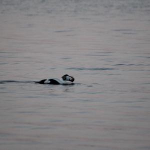 Common Eider