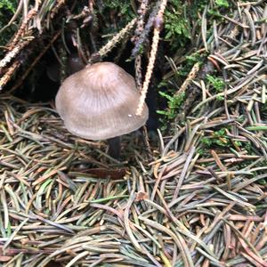 Lilac Bonnet