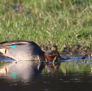 Common Teal