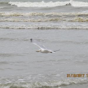 Herring Gull