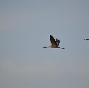 Common Crane