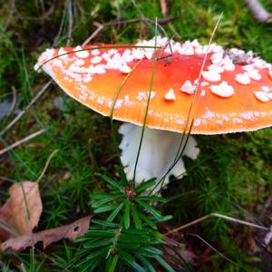 Fly Agaric